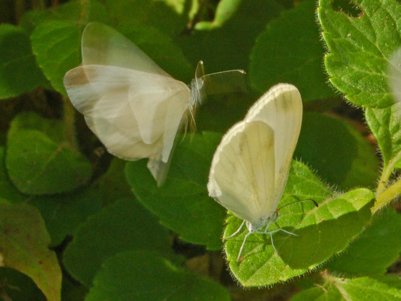 Leptidea sinapis